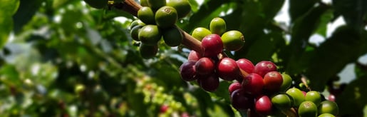 sustainability banner coffea tree cherries